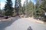 Lodgepole Sequoia 060