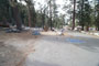 Lodgepole Sequoia 063