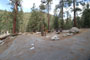 Lodgepole Sequoia 067