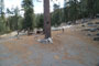 Lodgepole Sequoia 068