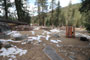 Lodgepole Sequoia 069