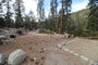 Lodgepole Sequoia 070