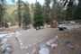 Lodgepole Sequoia 071