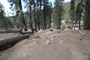 Lodgepole Sequoia 074