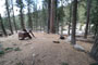 Lodgepole Sequoia 078