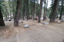 Lodgepole Sequoia 081