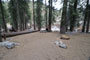 Lodgepole Sequoia 082