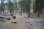 Lodgepole Sequoia 083