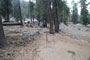 Lodgepole Sequoia 085
