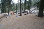 Lodgepole Sequoia 086