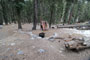 Lodgepole Sequoia 088