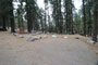 Lodgepole Sequoia 089