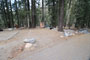 Lodgepole Sequoia 091