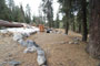 Lodgepole Sequoia 093