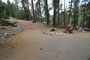 Lodgepole Sequoia 094