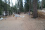 Lodgepole Sequoia 096