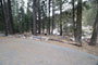 Lodgepole Sequoia 100