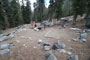 Lodgepole Sequoia 102