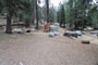 Lodgepole Sequoia 109