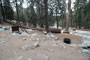 Lodgepole Sequoia 110