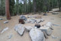 Lodgepole Sequoia 117
