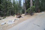 Lodgepole Sequoia 118