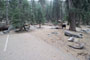 Lodgepole Sequoia 119