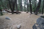 Lodgepole Sequoia 120
