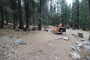 Lodgepole Sequoia 122