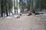 Lodgepole Sequoia 125