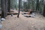 Lodgepole Sequoia 127