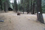 Lodgepole Sequoia 129
