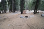 Lodgepole Sequoia 130