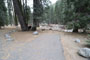 Lodgepole Sequoia 132