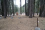 Lodgepole Sequoia 133