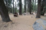 Lodgepole Sequoia 135