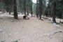 Lodgepole Sequoia 137
