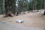 Lodgepole Sequoia 139