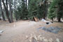Lodgepole Sequoia 141