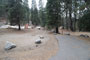 Lodgepole Sequoia 142