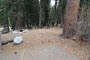 Lodgepole Sequoia 143