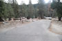 Lodgepole Sequoia 151