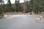Lodgepole Sequoia 153