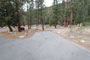 Lodgepole Sequoia 159