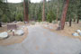 Lodgepole Sequoia 161