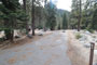 Lodgepole Sequoia 164
