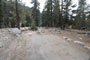 Lodgepole Sequoia 165