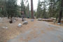 Lodgepole Sequoia 166