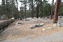 Lodgepole Sequoia 167