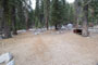 Lodgepole Sequoia 170